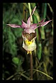 01107-00010-Calypso Orchid, Calypso bulbosa.jpg