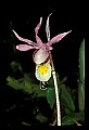 01107-00011-Calypso Orchid, Calypso bulbosa.jpg