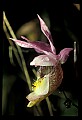 01107-00013-Calypso Orchid, Calypso bulbosa.jpg