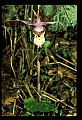 01107-00014-Calypso Orchid, Calypso bulbosa.jpg