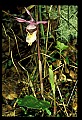 01107-00016-Calypso Orchid, Calypso bulbosa.jpg