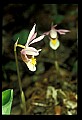 01107-00017-Calypso Orchid, Calypso bulbosa.jpg