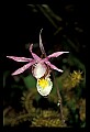 01107-00018-Calypso Orchid, Calypso bulbosa.jpg