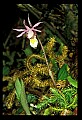 01107-00019-Calypso Orchid, Calypso bulbosa.jpg