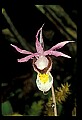 01107-00020-Calypso Orchid, Calypso bulbosa.jpg