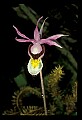 01107-00021-Calypso Orchid, Calypso bulbosa.jpg