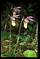 01107-00024-Calypso Orchid, Calypso bulbosa.jpg