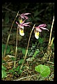 01107-00025-Calypso Orchid, Calypso bulbosa.jpg