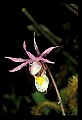 01107-00026-Calypso Orchid, Calypso bulbosa.jpg