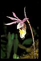 01107-00027-Calypso Orchid, Calypso bulbosa.jpg