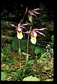 01107-00028-Calypso Orchid, Calypso bulbosa.jpg