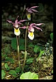 01107-00029-Calypso Orchid, Calypso bulbosa.jpg