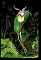 01107-00031-Calypso Orchid, Calypso bulbosa.jpg
