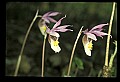 01107-00032-Calypso Orchid, Calypso bulbosa.jpg