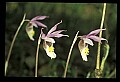 01107-00033-Calypso Orchid, Calypso bulbosa.jpg