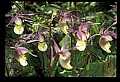 01107-00034-Calypso Orchid, Calypso bulbosa.jpg