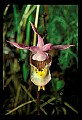 01107-00035-Calypso Orchid, Calypso bulbosa.jpg