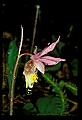 01107-00036-Calypso Orchid, Calypso bulbosa.jpg