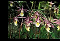 01107-00037-Calypso Orchid, Calypso bulbosa.jpg