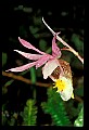 01107-00038-Calypso Orchid, Calypso bulbosa.jpg