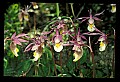 01107-00039-Calypso Orchid, Calypso bulbosa.jpg