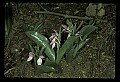 01108-00001-Showy Orchis, Galearis spectabilis.jpg