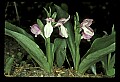 01108-00002-Showy Orchis, Galearis spectabilis.jpg