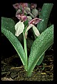 01108-00003-Showy Orchis, Galearis spectabilis.jpg