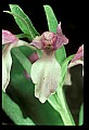 01108-00004-Showy Orchis, Galearis spectabilis.jpg
