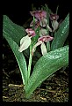 01108-00005-Showy Orchis, Galearis spectabilis.jpg