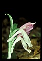 01108-00006-Showy Orchis, Galearis spectabilis.jpg