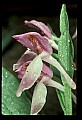 01108-00007-Showy Orchis, Galearis spectabilis.jpg