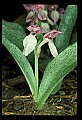 01108-00008-Showy Orchis, Galearis spectabilis.jpg