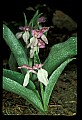 01108-00009-Showy Orchis, Galearis spectabilis.jpg