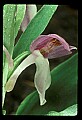 01108-00010-Showy Orchis, Galearis spectabilis.jpg
