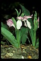 01108-00011-Showy Orchis, Galearis spectabilis.jpg