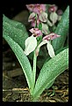 01108-00012-Showy Orchis, Galearis spectabilis.jpg