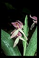 01108-00013-Showy Orchis, Galearis spectabilis.jpg