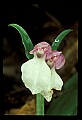 01108-00014-Showy Orchis, Galearis spectabilis.jpg