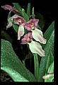 01108-00015-Showy Orchis, Galearis spectabilis.jpg