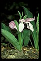 01108-00016-Showy Orchis, Galearis spectabilis.jpg