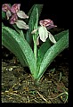 01108-00017-Showy Orchis, Galearis spectabilis.jpg