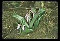 01108-00018-Showy Orchis, Galearis spectabilis.jpg