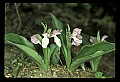 01108-00019-Showy Orchis, Galearis spectabilis.jpg