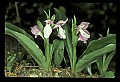 01108-00020-Showy Orchis, Galearis spectabilis.jpg