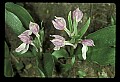 01108-00021-Showy Orchis, Galearis spectabilis.jpg