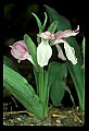 01108-00022-Showy Orchis, Galearis spectabilis.jpg
