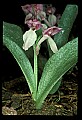 01108-00023-Showy Orchis, Galearis spectabilis.jpg