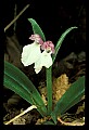 01108-00024-Showy Orchis, Galearis spectabilis.jpg