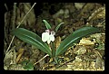 01108-00026-Showy Orchis, Galearis spectabilis.jpg